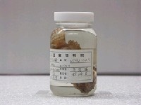 藏品(達摩毒鮋)的圖片